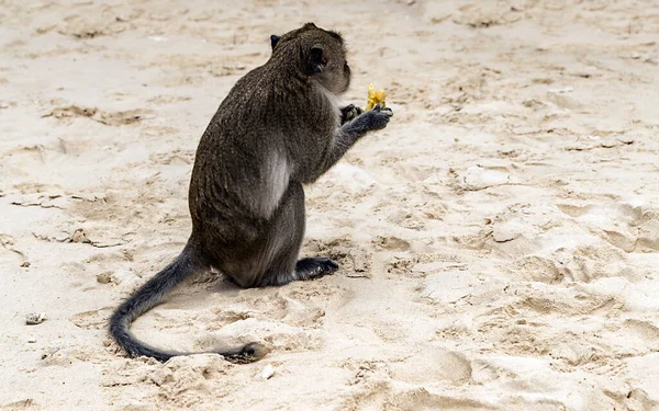 恒河猴Macaca Mulatta灵长类动物吃香蕉 沙滩上的脚印 — 图库照片