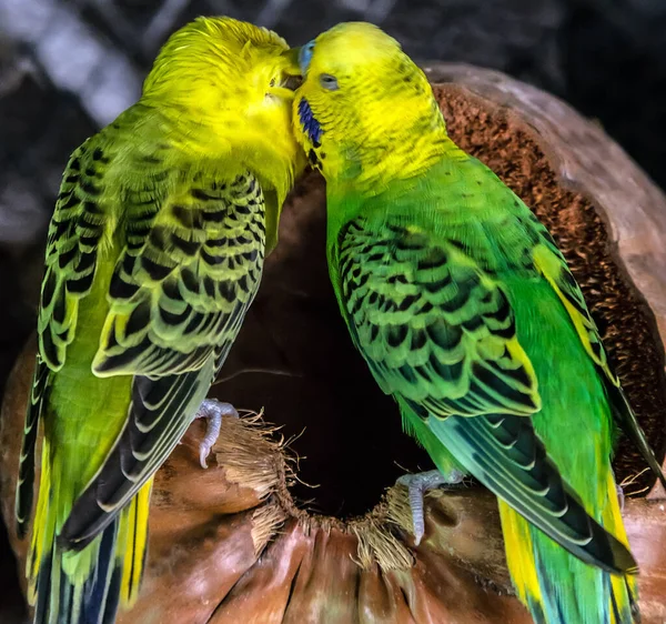 Pair Green Yellow Budgerigar Australian Parakeet Kissing Parrot Close Sitting — Stock Photo, Image