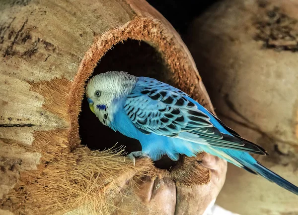 Budgerigars Melopsittacus Undulatus Parrot Blue Closeup Sitting Nest Dried Coconut — Stock Photo, Image