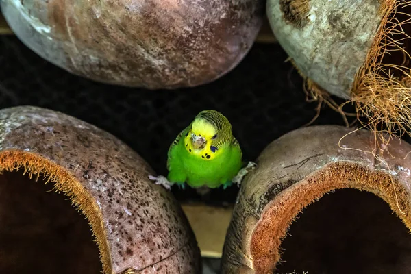 Budgerigars Melopsittacus Undulatus Parrot Closeup Sitting Nest Dried Coconut Shell — Stock Photo, Image