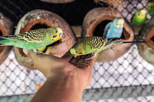 Budgerigar Australian Parakeet Melopsittacus Undulatus Parrot Pet Bird Close Sits — Stock Photo, Image