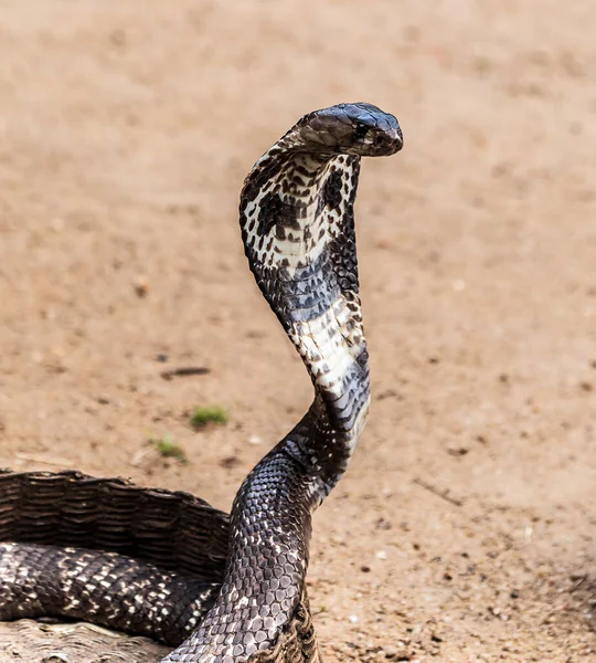 Rei Cobra Sua Postura Defensiva Capuzes Estendidos — Fotografia de Stock