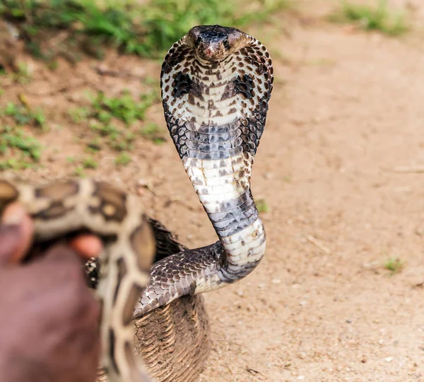 Cobra Cobra Com Seus Capuzes Estendidos — Fotografia de Stock