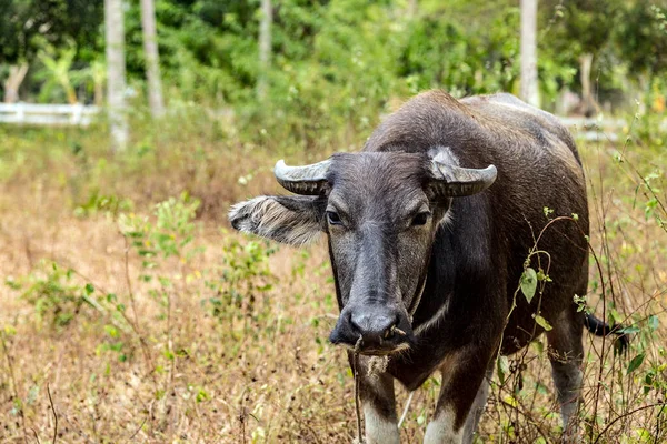 Zwarte Waterbuffel Carabao Thailand Bos — Stockfoto