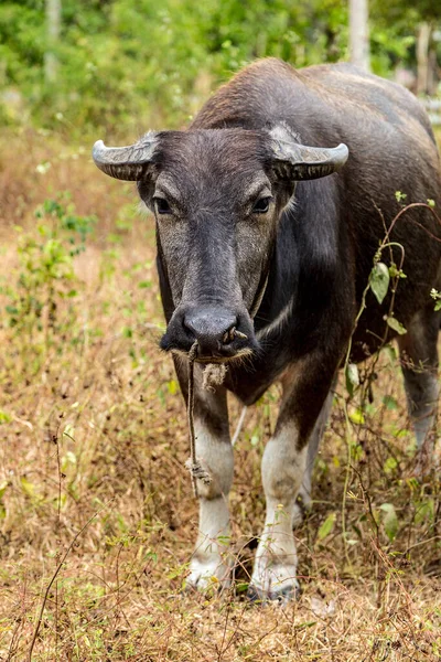 Waterbuffel Zijaanzicht Carabao — Stockfoto