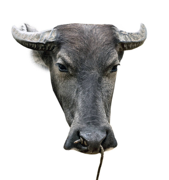 Черный бык изолирован. Бывшее животное в китайском зодиаке. Голова буйвола или карабао в 2021 году
