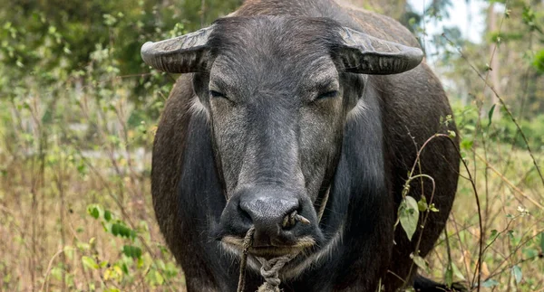 Azië Waterbuffel Carabao Thailand Bos — Stockfoto