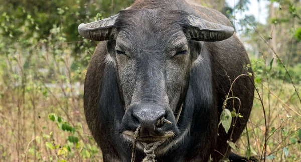 Asia Búfalo Agua Carabao Tailandia Bosque — Foto de Stock