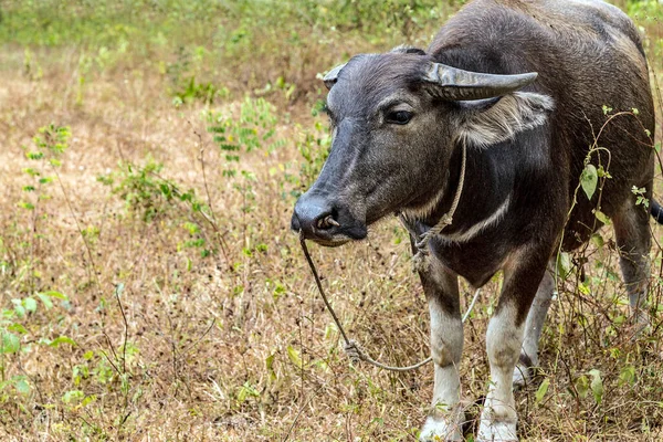 水牛だ サイドビュー カラバオ — ストック写真
