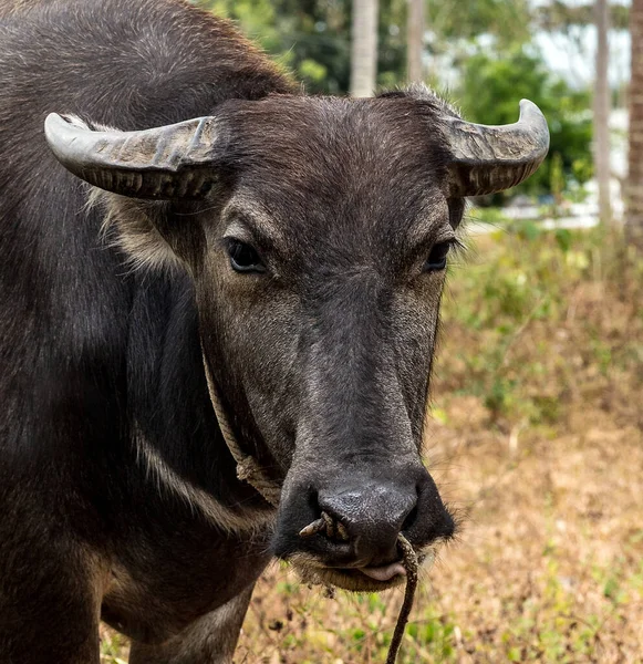 Búfalo Agua Negro Retrato Carabao — Foto de Stock
