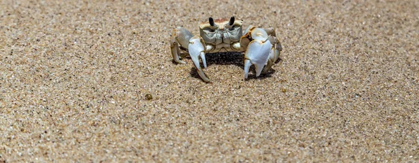Crabe Avec Grandes Griffes Fermer — Photo