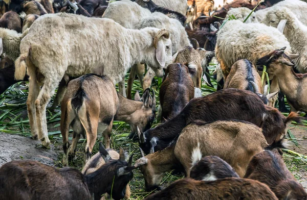 Goats Eating Grass Farm Livestock Mountain Goats Goat Horns — Stock Photo, Image