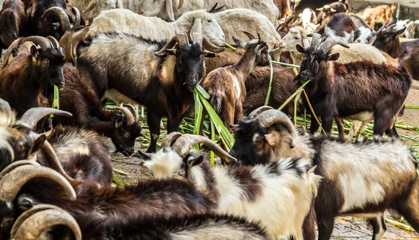 Capre Che Mangiano Erba Fattoria Capre Montagna Capra Con Corna — Foto Stock