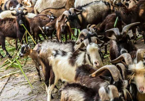 Ritratto Capra Domestico Una Fattoria Nel Bestiame Del Villaggio — Foto Stock