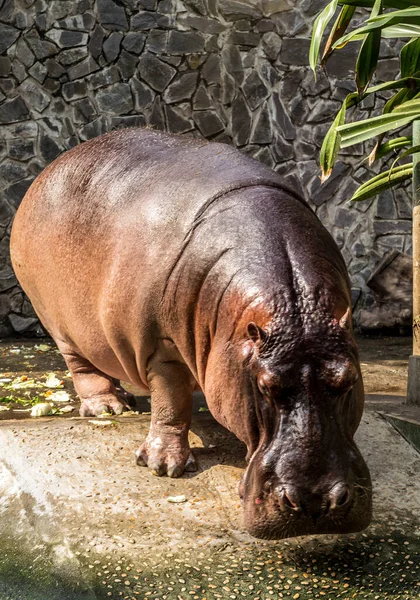 Hippopotamus Nijlpaarden Chobe National Park — Stockfoto