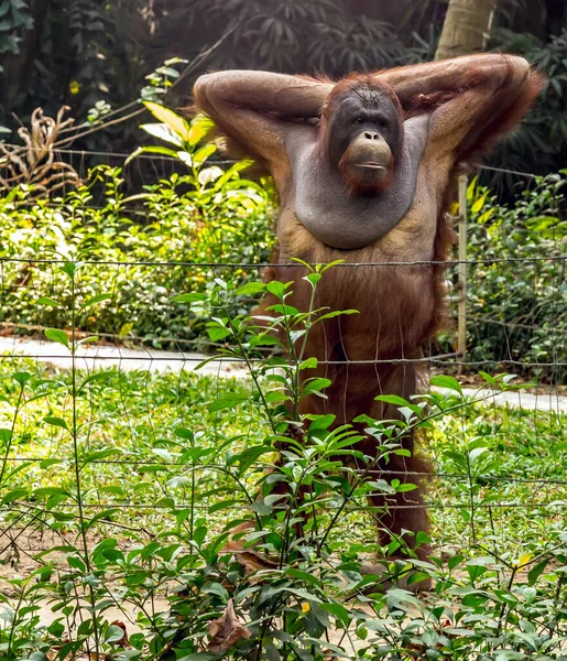 Orangutang Ansikte Utsikt Djurparken Scen Utsikt — Stockfoto