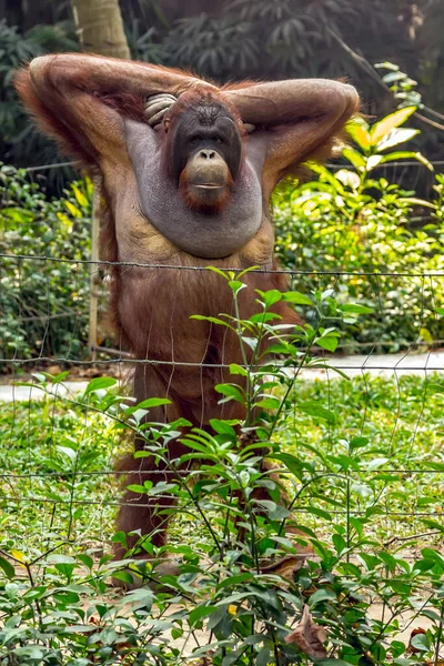 婆罗洲的Orangutan猿猴张贴 印度尼西亚 — 图库照片