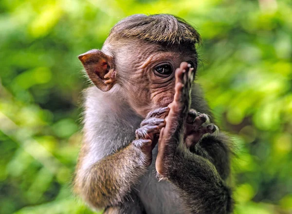 在斯里兰卡公园里坐着一只滑稽的猕猴的肖像模糊了它的背景 — 图库照片