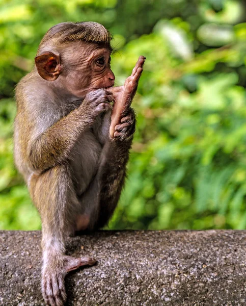 Porträtt Macaque Apa Sri Lanka Suddig Bakgrund — Stockfoto