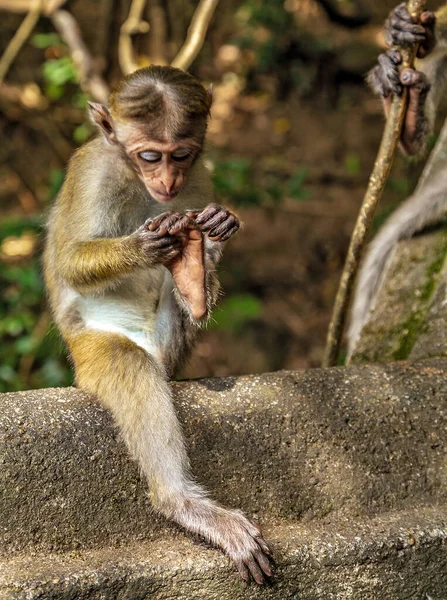 Lankesiska Apor Toque Macaque — Stockfoto