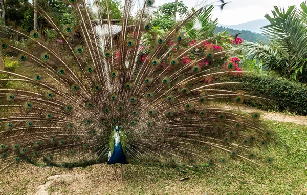 Retrato Hermosos Pavos Reales Detalles Coloridos Plumas Pavo Real — Foto de Stock