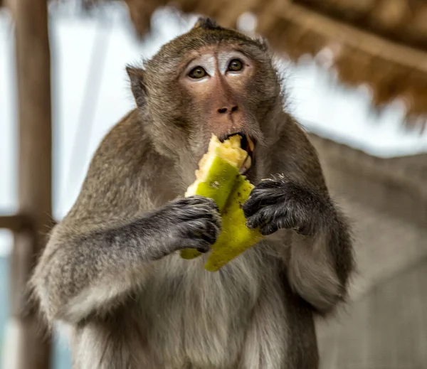 Porträtt Rhesusapan Macaca Mulatta Primater Äter Banan Katmandu Nepal — Stockfoto