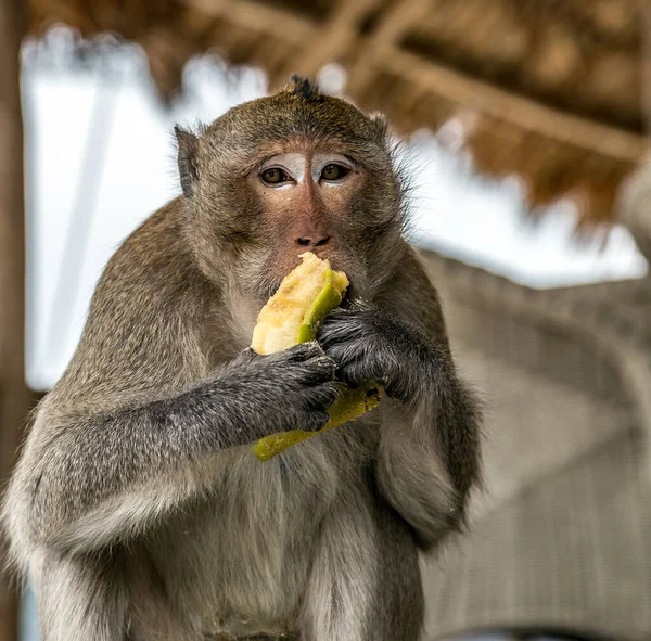 恒河猴猴子玛卡玛拉塔灵长类动物坐着吃香蕉 背景模糊不清 — 图库照片