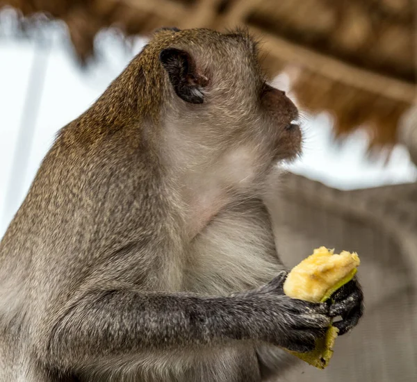 恒河猴Macaca Mulatta灵长类动物侧视尼泊尔加德满都 — 图库照片