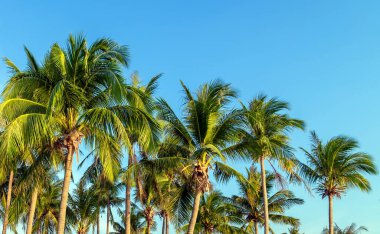 Mavi gökyüzü arka planında Hindistan cevizi ağacı. Gün batımında manzara.