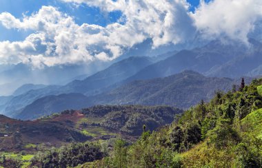 Pirinç tarlası yeşili. mavi gökyüzü bulutlu arazi