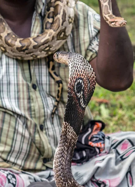 King Cobra Snake. Snake charmer mystical indian fakir Close-up of man