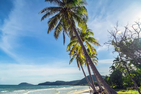 Кокосовые Пальмы Природный Ландшафт Летнего Отдыха Песчаный Тропический Пляж Фоне — стоковое фото