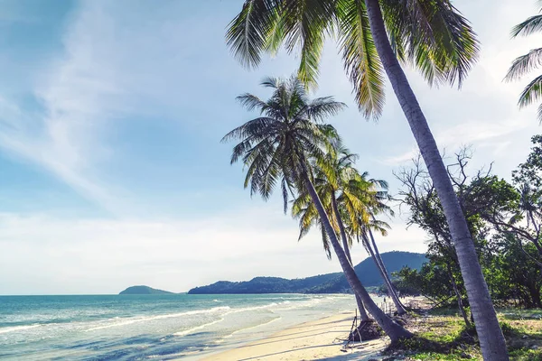 Кокосовые Пальмы Побережье Карибского Моря Песчаный Тропический Пляж Фоне — стоковое фото