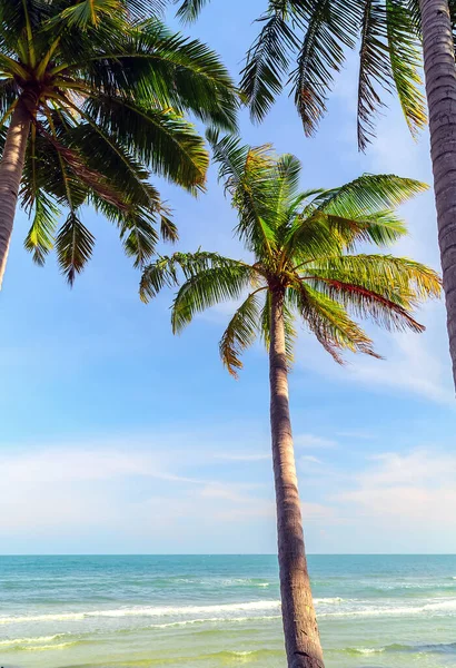 Côte Mer Des Caraïbes Cocotier Belle Plage Tropicale — Photo