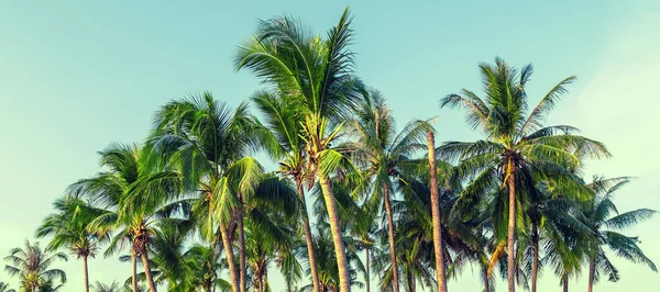 椰子树棕榈滩夏季背景 蓝天背景 — 图库照片