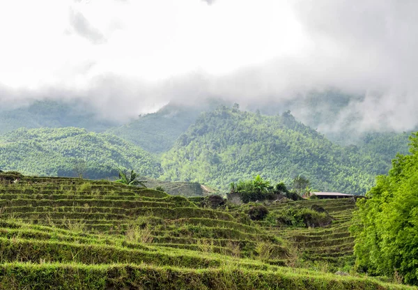 Рисовое Поле Старая Деревня Северо Западе Вьетнама — стоковое фото