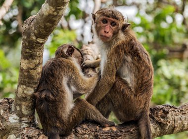 Sri Lanka Ormanı 'nın bulanık arka planında bir maymun portresi (Macaca sinica)