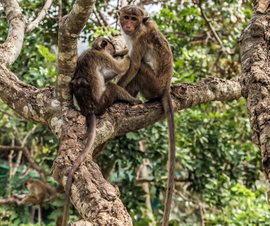 Sri Lanka Ormanı 'nın bulanık arka planında bir maymun portresi (Macaca sinica)