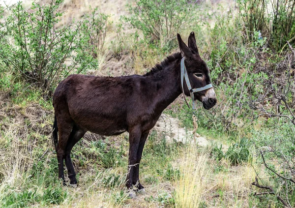 Portrait Ass Small Donkey Farm — Stock fotografie