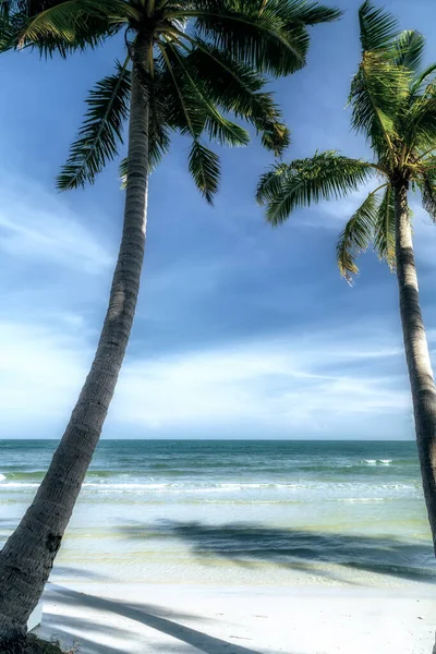 棕榈热带海滩背景夏季 — 图库照片