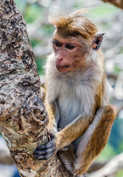 猴子坐着肖像画的是金银花 Ceylon Macaca Sinica 斯里兰卡森林模糊背景 — 图库照片