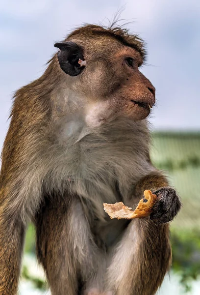 猿の座像 マカカ シニカ スリランカの森のぼかしの背景 — ストック写真