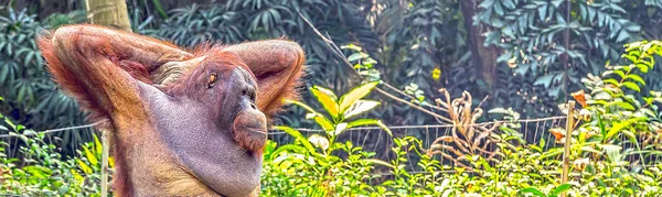 Retrato Orangután Orangután Borneano Primer Plano Orangutang Salvaje —  Fotos de Stock