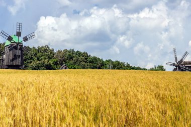Buğday tarlası arazisi. Eski ahşap değirmen, çiftlik evi değirmeni.