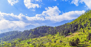 Sa Pa Viet Nam Lao Cai 'deki terasta yeşil pirinç hasat tarlaları.