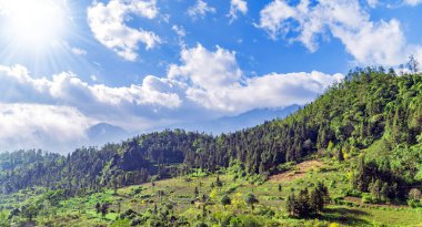 Sa Pa Viet Nam Lao Cai 'deki terasta yeşil pirinç hasat tarlaları.