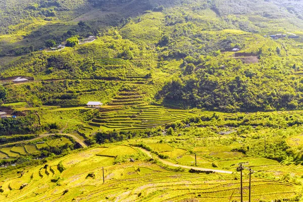 Vietnam Rice Fields Terraces — Stock Photo, Image