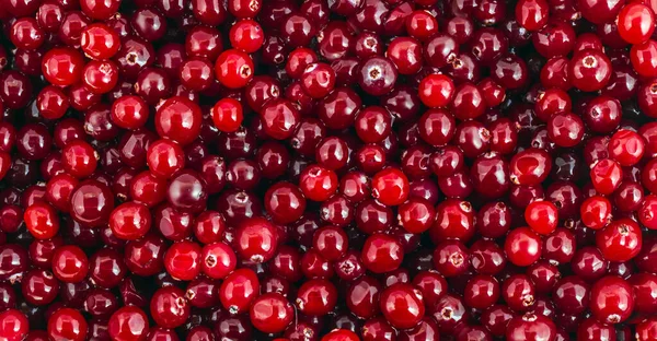 Cranberry Juicy Red Ripe Cow Berry Background — Stock Photo, Image