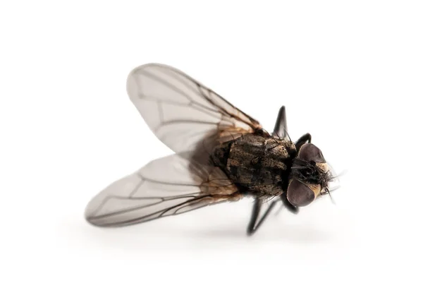 Dead Fly Σπίτι Μακροεντολή Απομονώνονται Λευκό Φόντο — Φωτογραφία Αρχείου