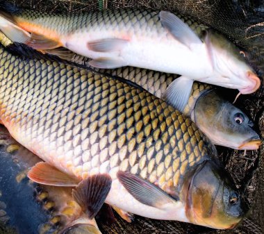 Geleneksel Noel Czech Carp bohem mutfağı. Tatlı su balığı sazan balığı, cyprinus carpio.